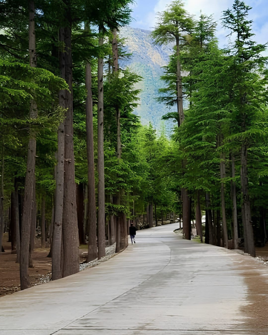 Road winding through tall pine trees in Ushu Forest near Kalam Valley