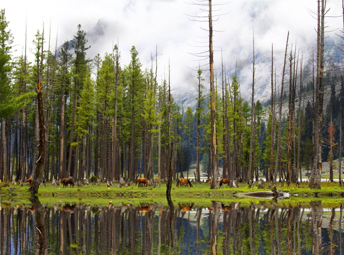 Horses grazing among pine trees reflected in the still water at Mahodand Lake