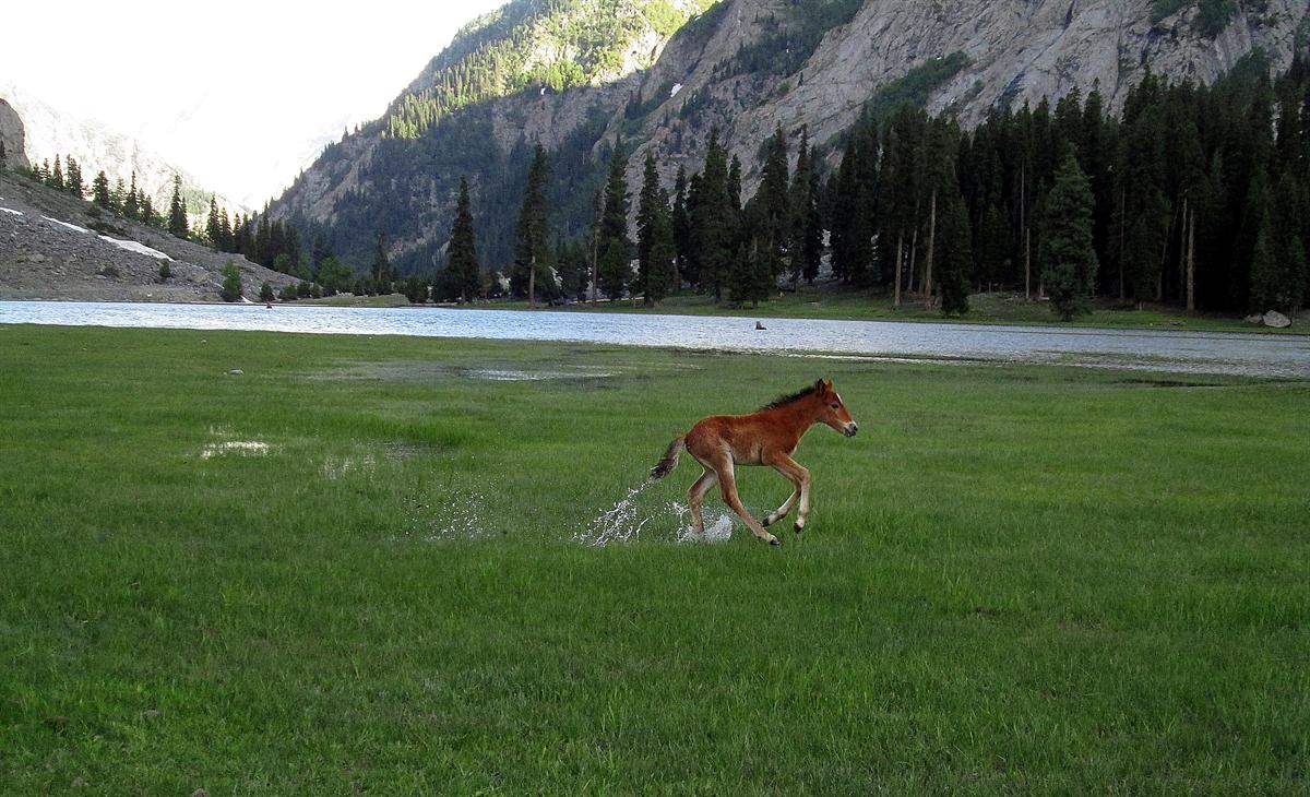 A foal running through wet green meadows beside Mahodand Lake