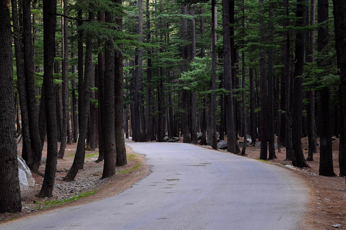 Paved road curving through tall deodar trees in Ushu Forest on the way from Kalam to Mahodand Lake