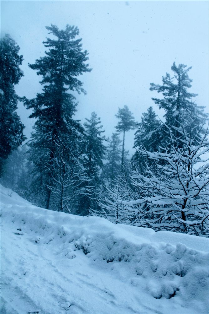 Snow-covered pine trees beside a road in Murree during snowfall