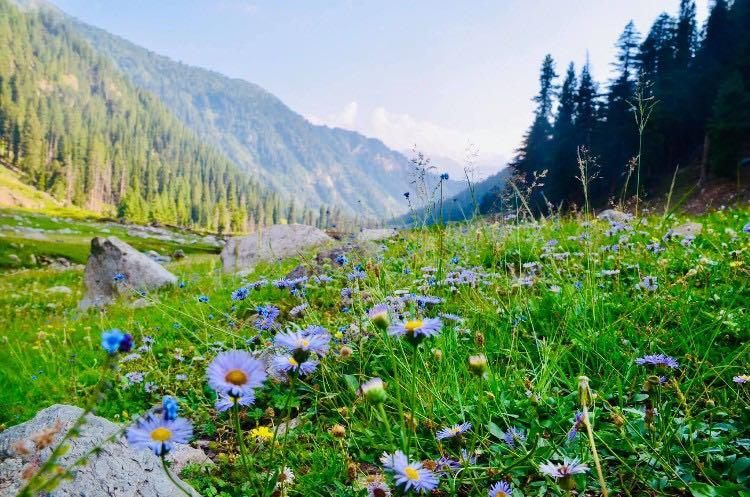Wildflowers blooming across Desan Meadows above Kalam in summer