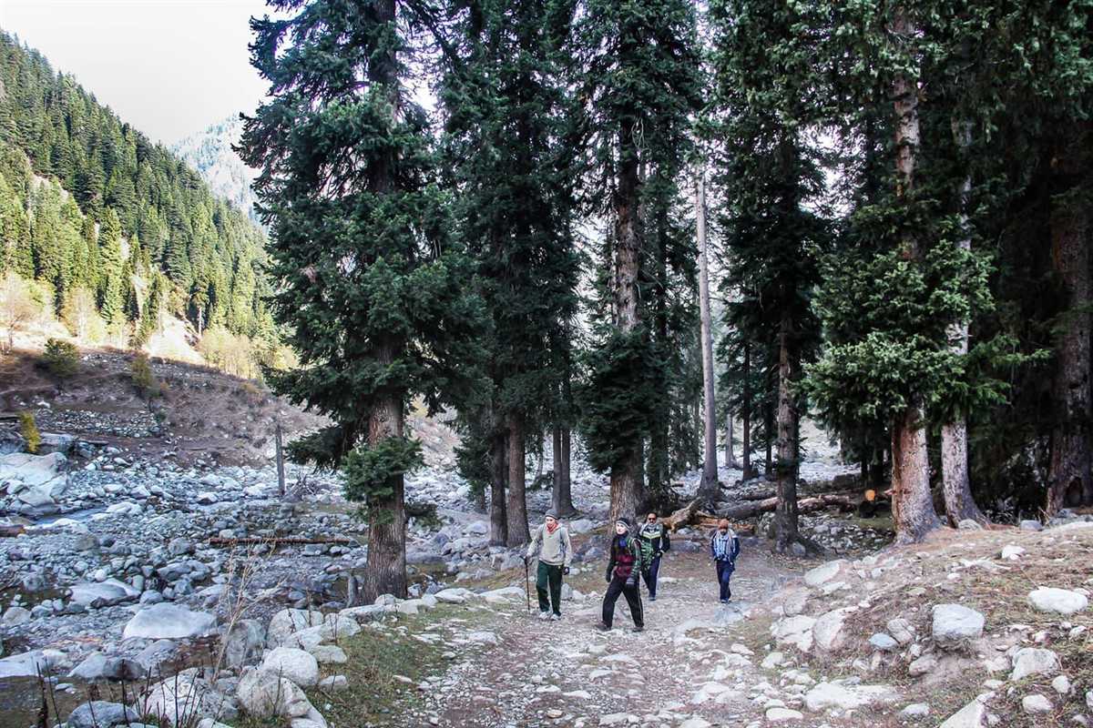 Trekkers walking the stony trail through tall pines towards Kundol Lake
