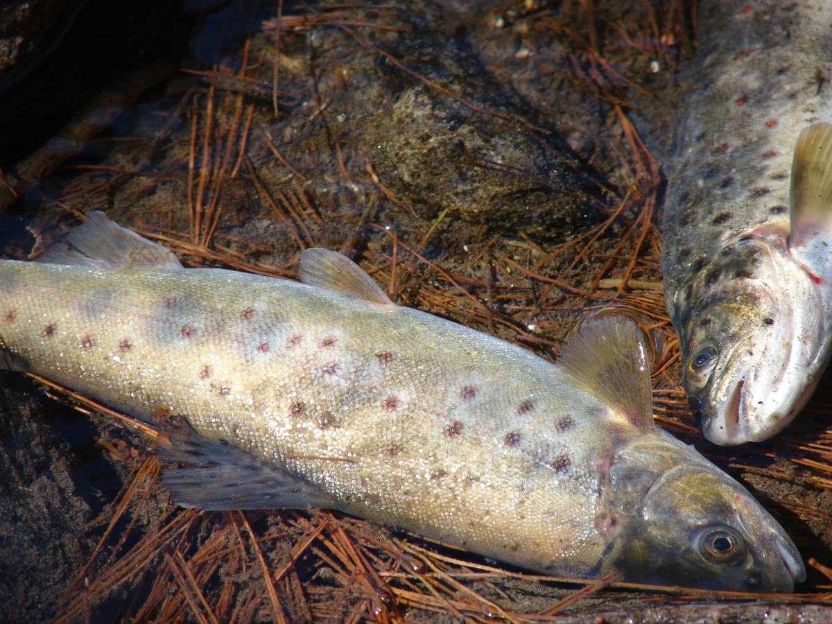 Fresh brown trout from the Gabral river near Kalam